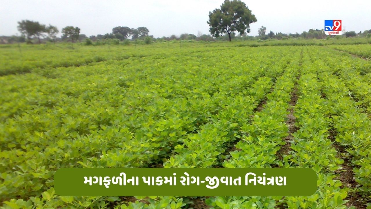 ખેડૂતોએ મગફળી અને કપાસના પાકમાં પાનના ચાંચવાના નિયંત્રણ માટે આ ઉપાયો કરવા જોઈએ