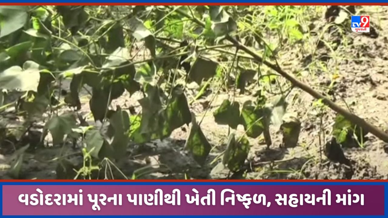 Vadodara: વડોદરાના ફાજલપુરમાં ખેતરમાં પૂરના પાણી ભરાઈ જતા કપાસ, મગફળી, તમાકુમાં મોટું નુક્સાન, જુઓ Video Vadodara: વડોદરાના ફાજલપુરમાં ખેતરમાં પૂરના પાણી ભરાઈ જતા કપાસ, મગફળી, તમાકુમાં મોટું નુક્સાન, જુઓ Video
