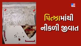 પિત્ઝા માંથી જીવાત નીકળવાનો મામલો, ગ્રાહકે કરી ફરિયાદ, જુઓ Video પિત્ઝા માંથી જીવાત નીકળવાનો મામલો, ગ્રાહકે કરી ફરિયાદ, જુઓ Video