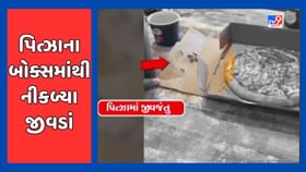 અમદાવાદની રેસ્ટોરેન્ટમાં પિત્ઝાનું બોક્સ ખોલતાં જ નીકળ્યા 10-15 જીવડાં અમદાવાદની રેસ્ટોરેન્ટમાં પિત્ઝાનું બોક્સ ખોલતાં જ નીકળ્યા 10-15 જીવડાં