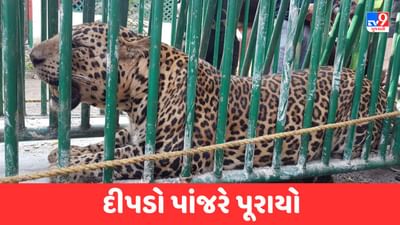 Jamnagar : જામજોધપુરના નંદાણા ગામે દીપડો પાંજરે પૂરાયો, સ્થાનિકોએ લીધો રાહતનો શ્વાસ, જુઓ Video