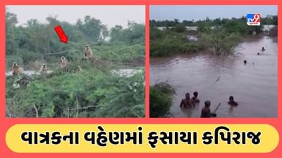 Kheda : વાત્રક નદીમાં પૂરમાં 4 દિવસથી 15થી વધુ કપિરાજ ફસાયા, વનવિભાગે દ્વારા રેસ્ક્યૂ ઓપરેશન, જુઓ Video Kheda : વાત્રક નદીમાં પૂરમાં 4 દિવસથી 15થી વધુ કપિરાજ ફસાયા, વનવિભાગે દ્વારા રેસ્ક્યૂ ઓપરેશન, જુઓ Video