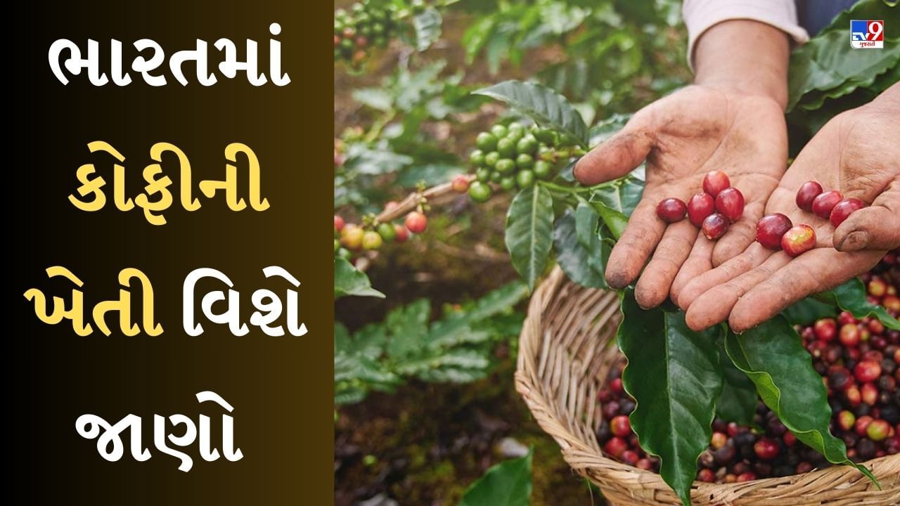 Knowledge: ભારતમાં કોફીની ખેતી ક્યારે શરૂ થઈ, કયા રાજ્યોમાં તેનું ઉત્પાદન થાય છે? જાણો કોફી વિશે