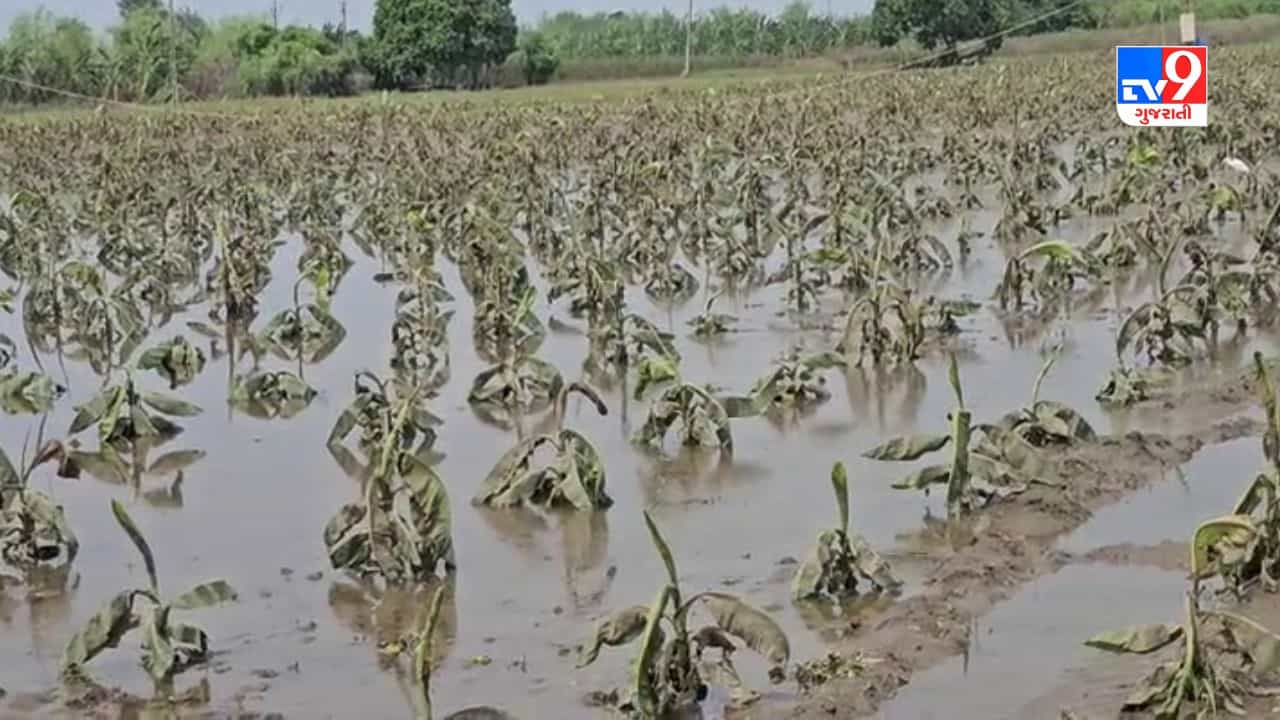 Gujarati Video : નર્મદાના કાંઠાના ગામોમાં હજારો હેકટર ખેતીને નુકસાન, વહેલી તકે વળતર ચૂકવવા ખેડૂતોની માંગ