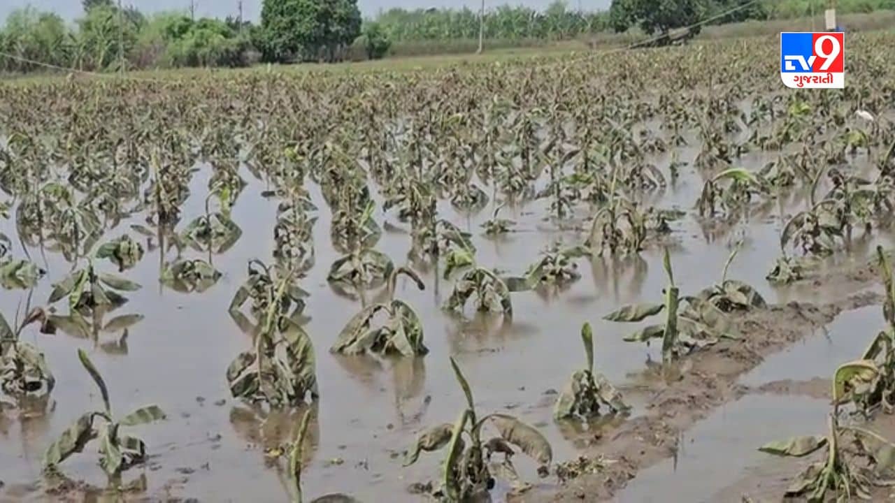 Gujarati Video : નર્મદાના કાંઠાના ગામોમાં હજારો હેકટર ખેતીને નુકસાન, વહેલી તકે વળતર ચૂકવવા ખેડૂતોની માંગ