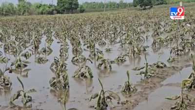Gujarati Video : નર્મદાના કાંઠાના ગામોમાં હજારો હેકટર ખેતીને નુકસાન, વહેલી તકે વળતર ચૂકવવા ખેડૂતોની માંગ