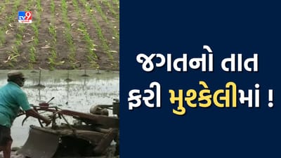 Navsari:  ડાંગરની ખેતી કરતા ખેડૂતો પર ચિંતાના વાદળો, વરસાદ નહીં પડતા પાકમાં લાગ્યો રોગ, જુઓ Video