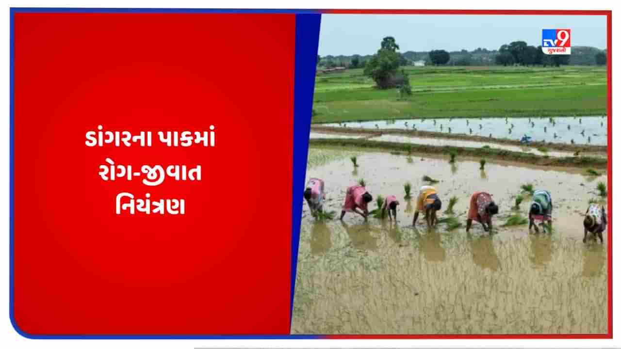 જો ડાંગરના પાકમાં આ રોગ આવે તો ખેડૂતોએ શું કરવું જોઈએ? જાણો નિવારણના પગલા