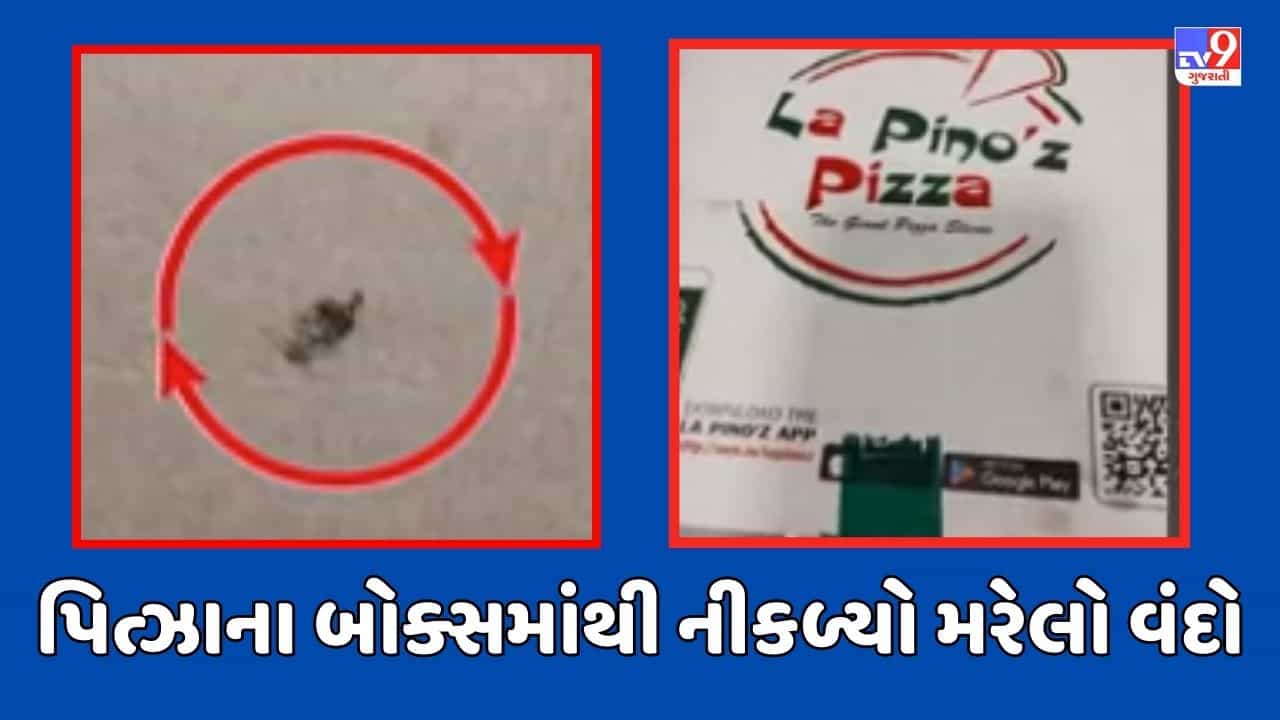 Gujarati Video: જોધપુરના લાપીનોઝ પિત્ઝાના બોક્સમાંથી નીકળ્યો મરેલો વંદો, બ્રાંચ મેનેજરને ફરિયાદ કરતા આપ્યો ઉડાઉ જવાબ