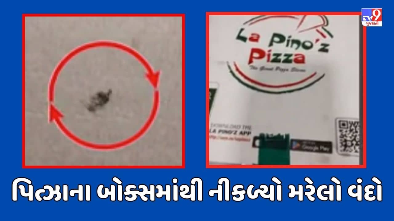 Gujarati Video: જોધપુરના લાપીનોઝ પિત્ઝાના બોક્સમાંથી નીકળ્યો મરેલો વંદો, બ્રાંચ મેનેજરને ફરિયાદ કરતા આપ્યો ઉડાઉ જવાબ
