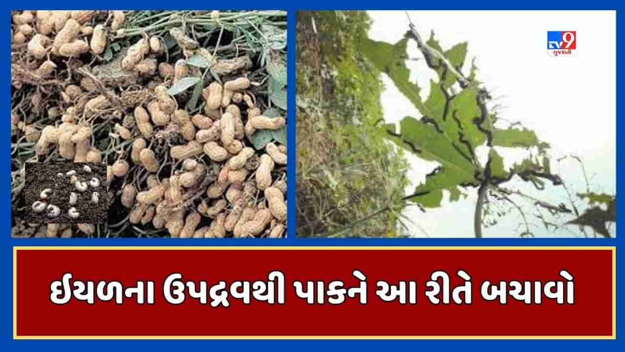 Mehsana: મગફળીના પાકમાં સફેદ ઘૈણ અને દિવેલાના પાકમાં ઘોડિયા ઈયળનો ઉપદ્રવ, ખેતીવાડી વિભાગ દ્વારા ખેડૂતોને આ માર્ગદર્શન આપવામાં આવ્યુ