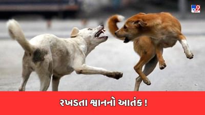 Surat: રાજ્યમાં શ્વાનનો આતંક યથાવત! પ્રતાપનગરમાં રાહદારી પર શ્વાને કર્યો હુમલો, જુઓ Video Surat: રાજ્યમાં શ્વાનનો આતંક યથાવત! પ્રતાપનગરમાં રાહદારી પર શ્વાને કર્યો હુમલો, જુઓ Video