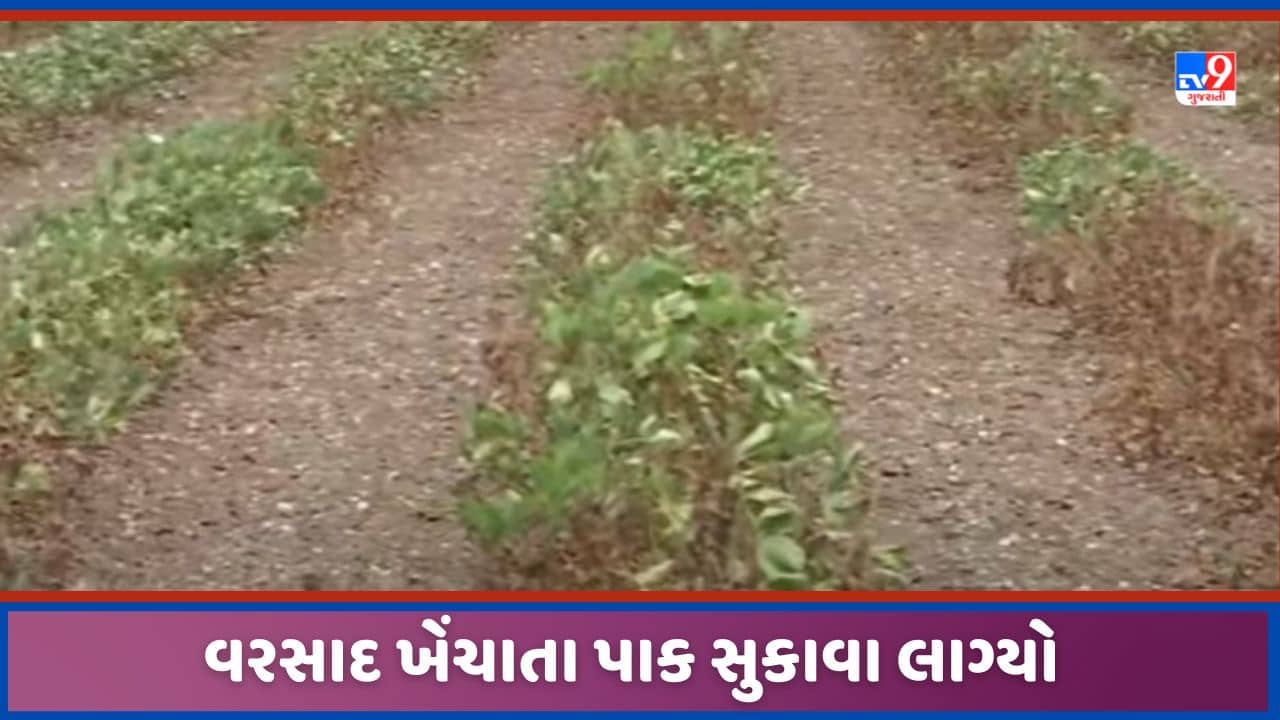 Rajkot: રાજકોટ વિસ્તારમાં વરસાદ ખેંચાતા મગફળીનો પાક સુકાવા લાગ્યો, દોઢ મહિનાથી સિંચાઈ વિના ચિંતા વધી, જુઓ Video
