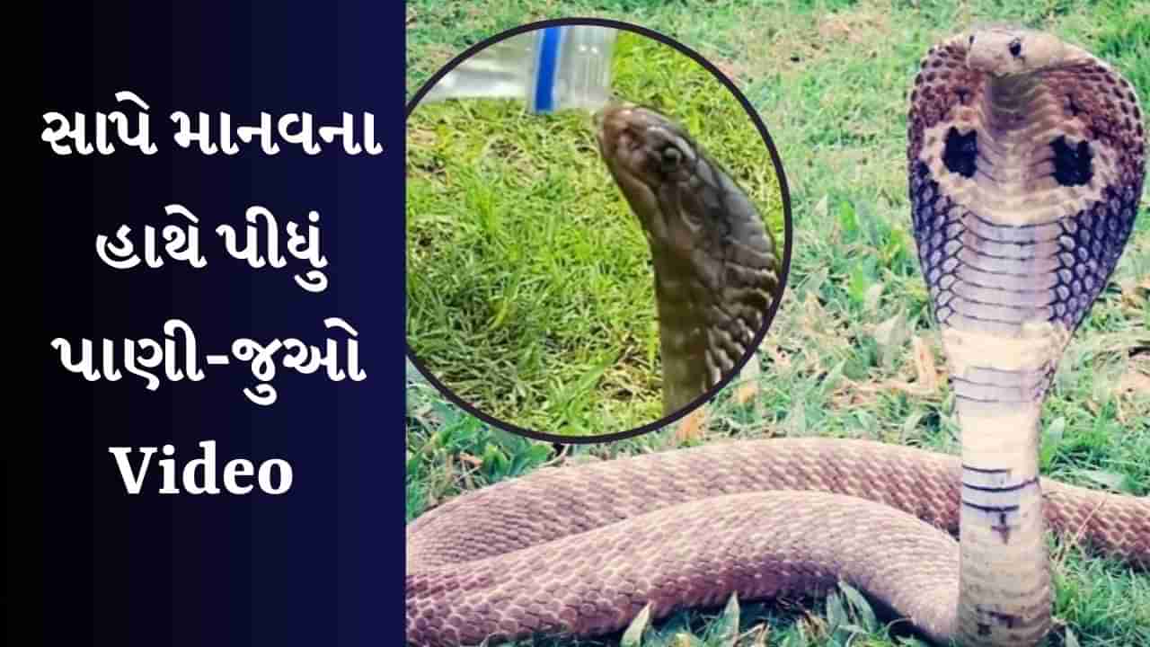 Shocking Viral Video : ખતરનાક કોબ્રાને લાગી તરસ, બોટલમાંથી પાણી પીવાનું કર્યું શરૂ !