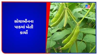 ખેડૂતોએ સપ્ટેમ્બર માસમાં સોયાબીન અને જુવારના પાકમાં રોગ-જીવાતના નિયંત્રણની સાથે કરવાના થતા ખેતી કાર્યોની માહિતી
