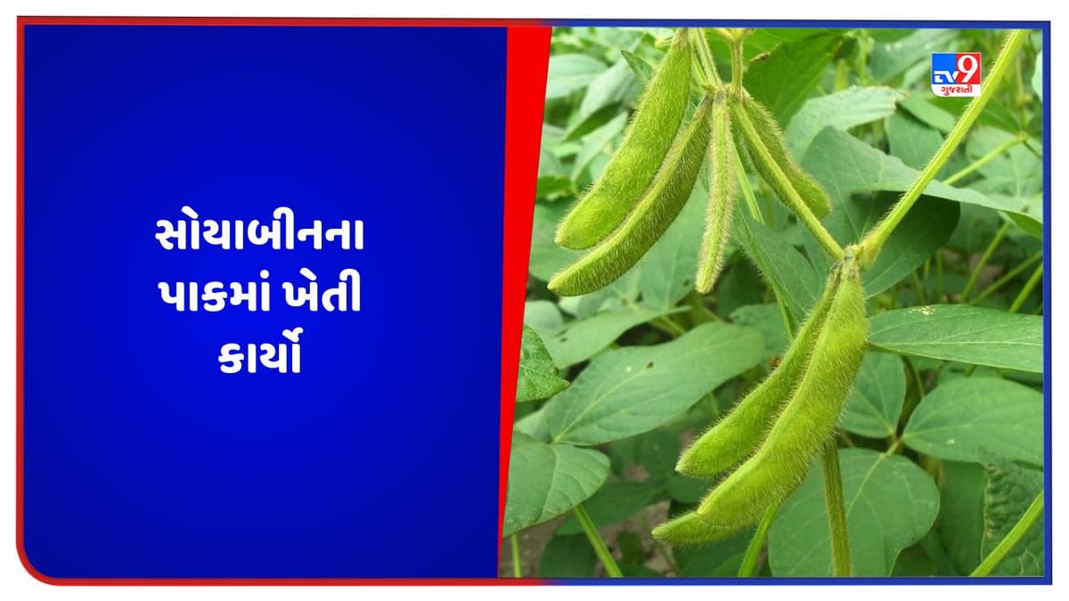 ખેડૂતોએ સપ્ટેમ્બર માસમાં સોયાબીન અને જુવારના પાકમાં રોગ-જીવાતના નિયંત્રણની સાથે કરવાના થતા ખેતી કાર્યોની માહિતી