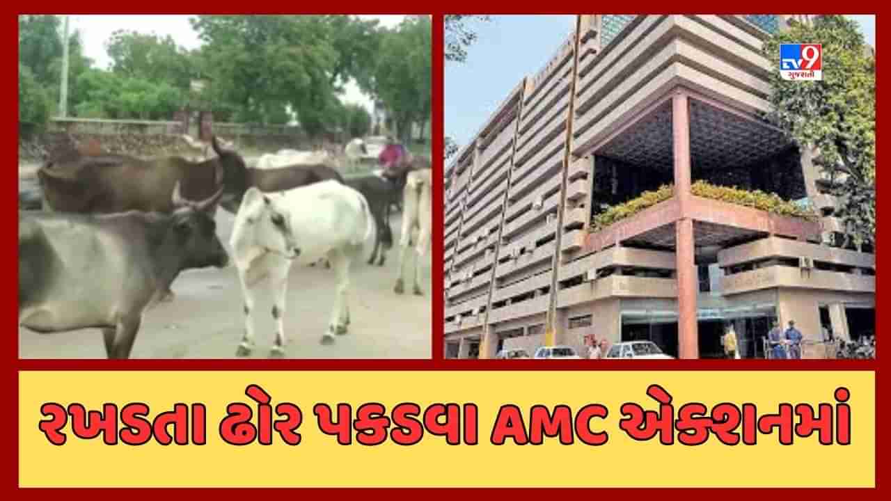 અમદાવાદમાં 4500થી વધુ ઢોરવાડા થયા હાઉસ ફૂલ, AMC ત્રણ ઝોનમાં બનાવશે નવા ઢોરવાડા