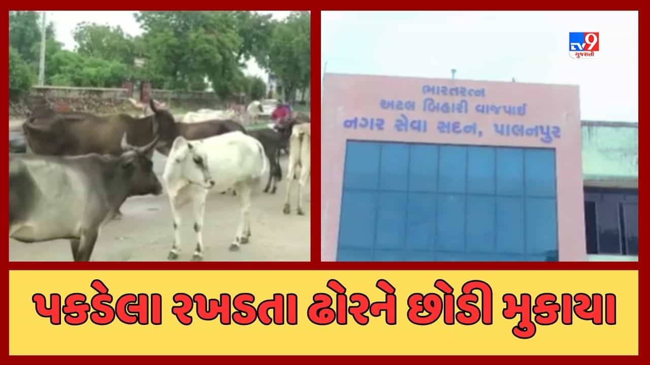 Banaskantha : પાલિકા પાસે ઢોર સાચવવાની કોઇ વ્યવસ્થા ન હોવાથી પકડેલા રખડતા ઢોરને રસ્તા પર ફરી છોડી દેવાયા, જૂઓ Video