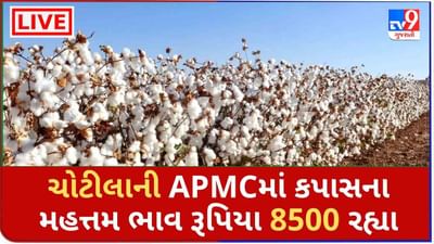 Mandi : ચોટીલાની APMCમાં કપાસના મહત્તમ ભાવ રૂપિયા 8500 રહ્યા ,જાણો જુદા-જુદા પાકના ભાવ