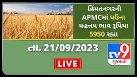 હિંમતનગરની APMCમાં ઘઉંના મહત્તમ ભાવ રૂપિયા 5950 રહ્યા હિંમતનગરની APMCમાં ઘઉંના મહત્તમ ભાવ રૂપિયા 5950 રહ્યા