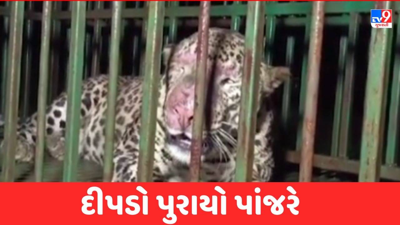 Valsad: કોસ્ટલ હાઈવે વિસ્તારમાં દીપડો પાંજરે પુરાયો, સ્થાનિકોએ લીધો રાહતનો શ્વાસ, જુઓ Video