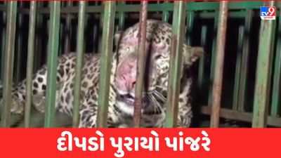 Valsad: કોસ્ટલ હાઈવે વિસ્તારમાં દીપડો પાંજરે પુરાયો, સ્થાનિકોએ લીધો રાહતનો શ્વાસ, જુઓ Video