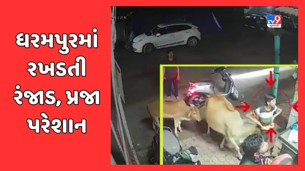 Valsad : ધરમપુરમાં રખડતા ઢોરનો ત્રાસ યથાવત, બસ ડેપો પાસે દુકાનમાં ઉભેલા બાળકને ઢોરે લીધો અડફેટે