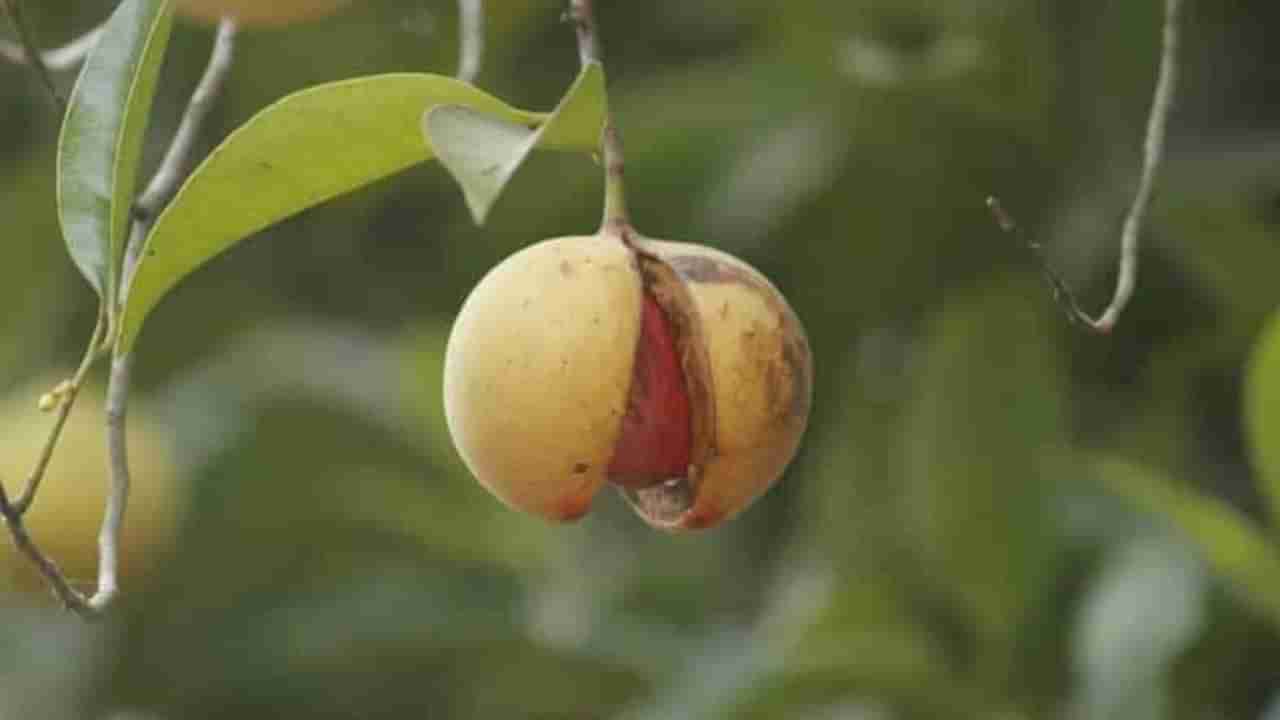 Nutmeg cultivation: કુદરતી પદ્ધતિથી જાયફળની ખેતી કરવાથી મળી શકે છે બમણી આવક