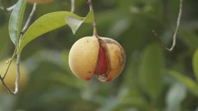 Nutmeg cultivation: કુદરતી પદ્ધતિથી જાયફળની ખેતી કરવાથી મળી શકે છે બમણી આવક