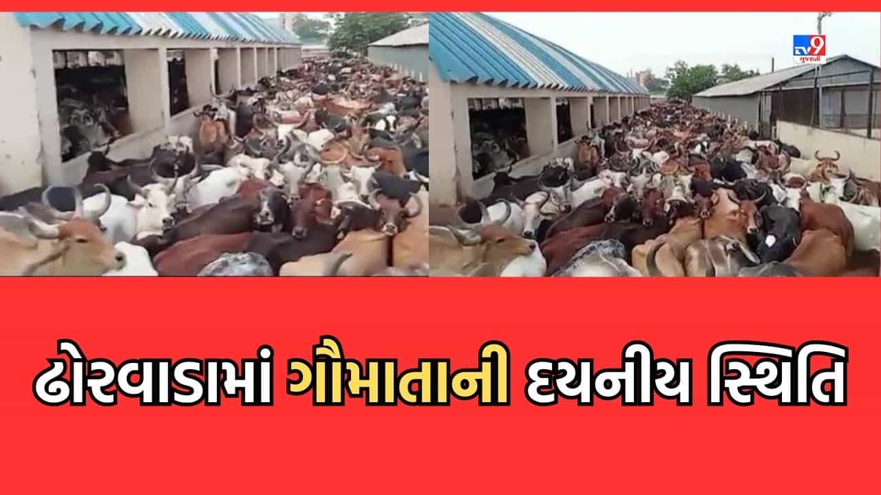 Ahmedabad: અમદાવાદના ઢોરવાડામાં ગાયોની દુર્દશાના દૃશ્યો આવ્યા સામે, જગ્યાના અભાવે એક જ જગ્યાએ ભંગારની જેમ ભરાઈ ગાયો- જુઓ Video