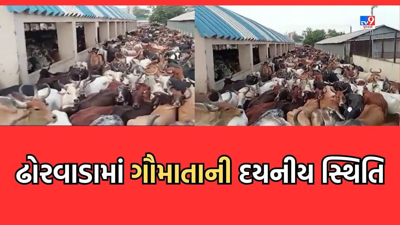 Ahmedabad: અમદાવાદના ઢોરવાડામાં ગાયોની દુર્દશાના દૃશ્યો આવ્યા સામે, જગ્યાના અભાવે એક જ જગ્યાએ ભંગારની જેમ ભરાઈ ગાયો- જુઓ Video Ahmedabad: અમદાવાદના ઢોરવાડામાં ગાયોની દુર્દશાના દૃશ્યો આવ્યા સામે, જગ્યાના અભાવે એક જ જગ્યાએ ભંગારની જેમ ભરાઈ ગાયો- જુઓ Video