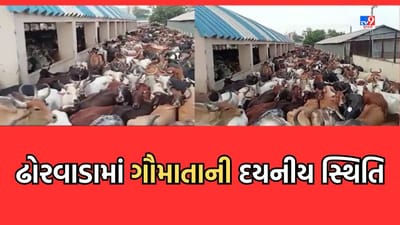 Ahmedabad: અમદાવાદના ઢોરવાડામાં ગાયોની દુર્દશાના દૃશ્યો આવ્યા સામે, જગ્યાના અભાવે એક જ જગ્યાએ ભંગારની જેમ ભરાઈ ગાયો- જુઓ Video