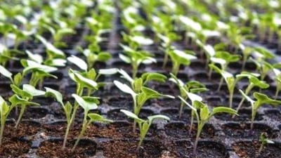 ભારતમાં બાગાયતી પાકોનું ઉત્પાદન મોટા પાયે થાય છે. જેના માટે ખેડૂતોને સારા ભાવ પણ મળે છે. ખેડૂત ભાઈઓ પોતાના ખેતરમાં ફૂલકોબીની ખેતી કરીને મોટો નફો મેળવી શકે છે. ઓર્ગેનિક કોબીજની ખેતીથી ખેડૂતો સારો નફો પણ મેળવી શકે છે.