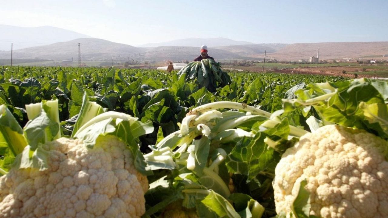 નીંદણ અને જંતુના રોગો માટે સમય સમય પર તપાસ કરો. પાકને સમયાંતરે જૈવિક પોષણ આપવું