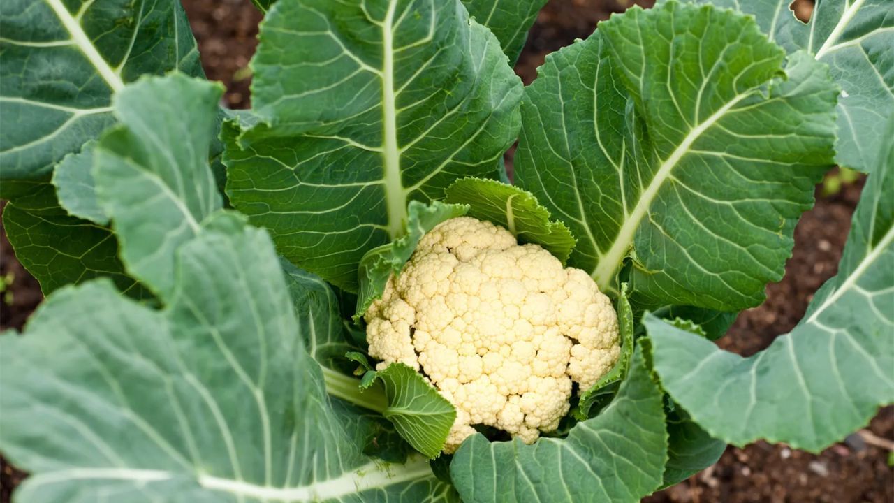 ખેતરમાં જંતુઓ અને ઉધઈનો ઉપદ્રવ હોય તો ફૂલકોબીની વાવણી કરશો નહીં. આ સમસ્યાને ખેતરોમાં જ ઉકેલવા માટે, 3 ટકા કેપ્ટાનનું સોલ્યુશન તૈયાર કરો અને તેને ખેતરોમાં રેડો. હવે ખેતરમાં ઊંડે ખેડાણ કરો અને જમીનને સોલારાઇઝ થવા દો.