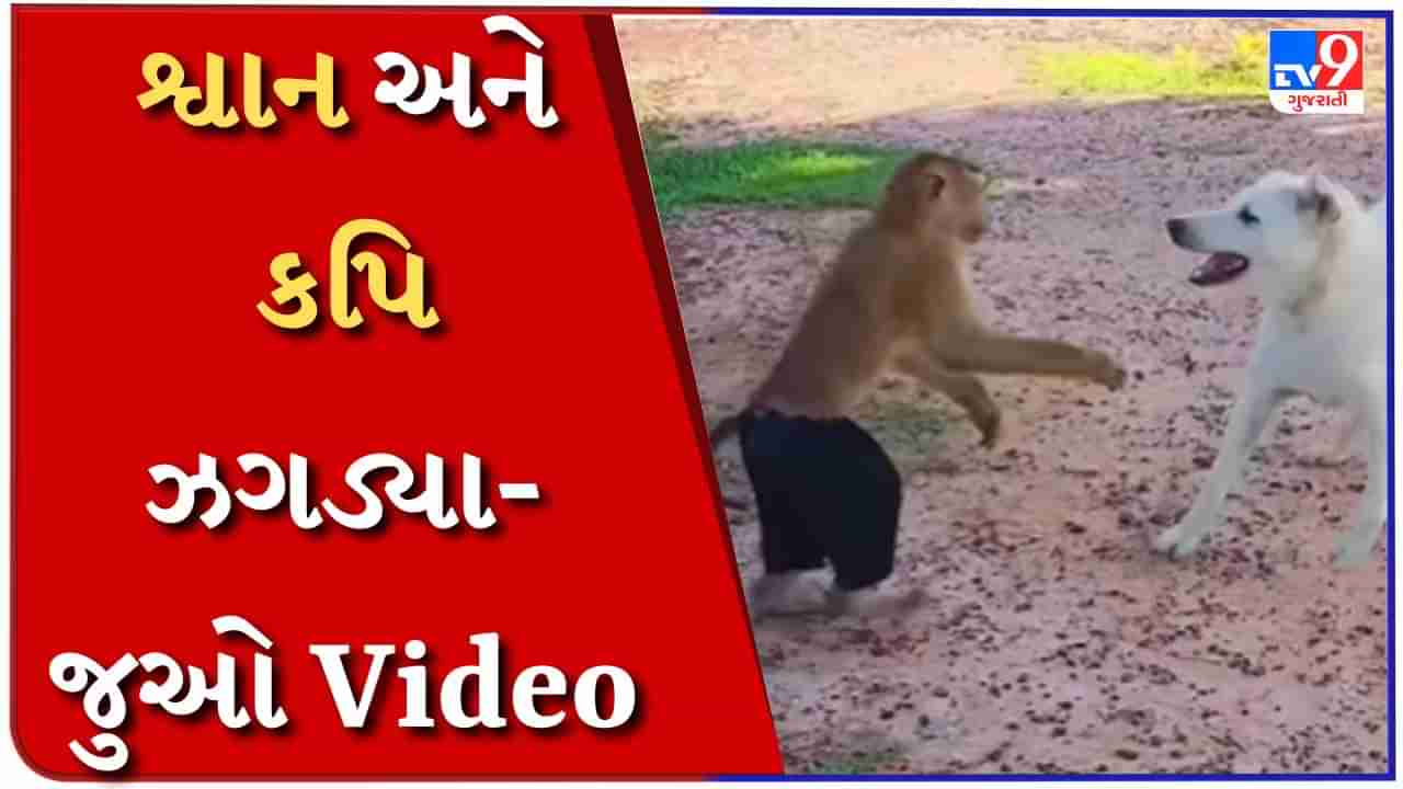 Animal Viral Video : શ્વાન અને કપિ વચ્ચે થઈ ખતરનાક લડાઈ, જુઓ કોની થઈ જીત? -Watch Video