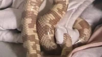 Dublin News : સૂતી વખતે મહિલાની પથારી માંથી મળી આવ્યો EU માં પ્રતિબંધિત મોટો સાપ, જાણો પછી શું થયું