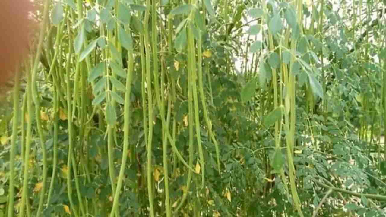 Drumstick cultivation: સરગવાની ખેતીમાં રોગો અને તેનું સંચાલન, જાણો વિગતવાર