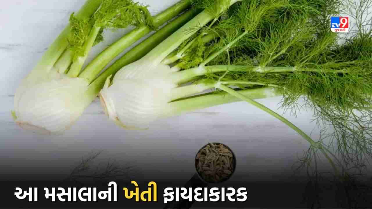 Agriculture Tips: આ મસાલાનો ઉપયોગ થાય છે ઘરથી લઈને મોટી હોટલોમાં, ખેતી તમને બનાવશે ધનવાન 