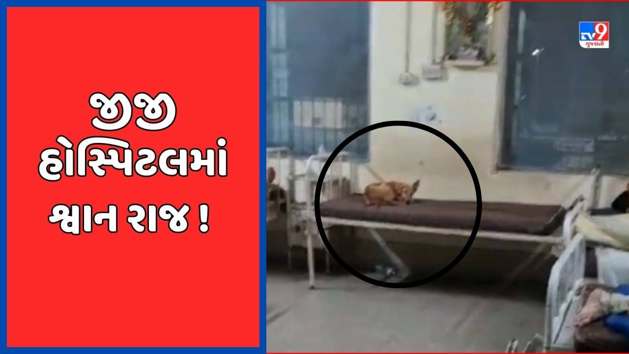 લો બોલો ! જામનગરની જીજી હોસ્પિટલમાં દર્દીની જગ્યાએ પથારીમાં જોવા મળ્યો શ્વાન, જુઓ Video