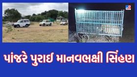 માનવભક્ષી સિંહણેે બાળકીને ફાડી ખાધા બાદ 2 સિંહને પાંજરે પુરાઈ માનવભક્ષી સિંહણેે બાળકીને ફાડી ખાધા બાદ 2 સિંહને પાંજરે પુરાઈ