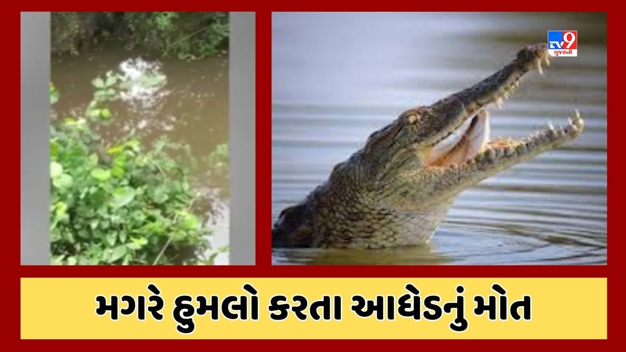 Vadodara : વાઘોડિયાના ગુતાલ ગામે મગરના હુમલાથી આધેડનું મોત, મગરને પકડવા પાંજરુ મુકવામાં આવ્યુ, જુઓ Video Vadodara : વાઘોડિયાના ગુતાલ ગામે મગરના હુમલાથી આધેડનું મોત, મગરને પકડવા પાંજરુ મુકવામાં આવ્યુ, જુઓ Video