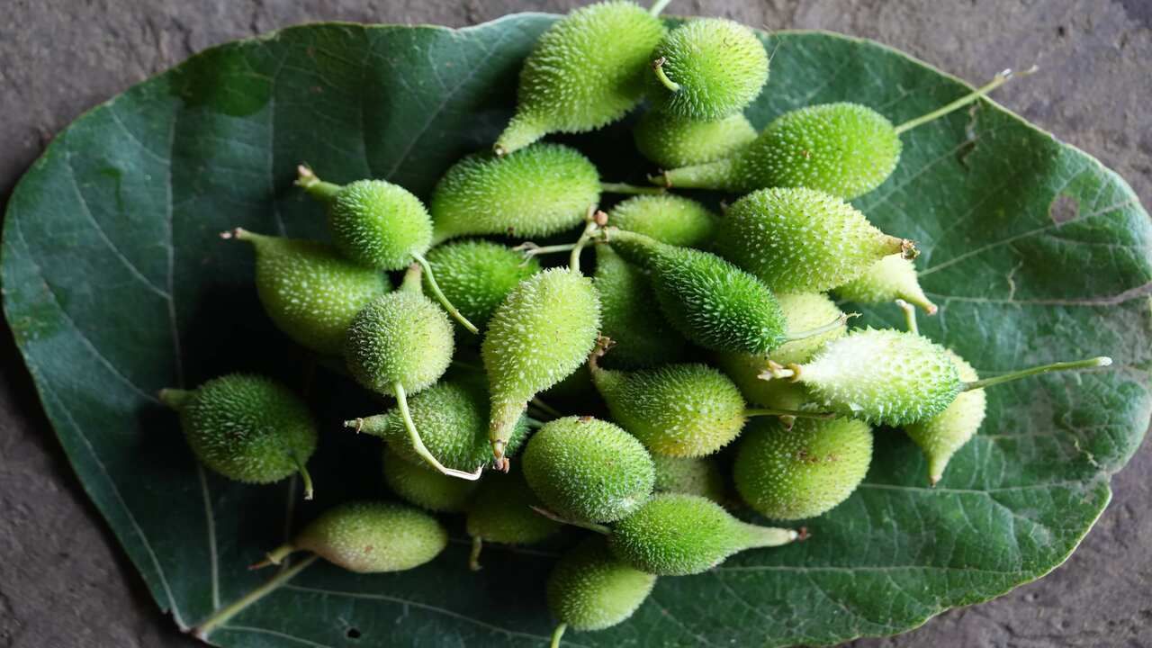 જાહેર ચેતવણી : આ લેખમાં આપવામાં આવેલી તમામ માહિતી, જાણકારીના હેતુ માટે લખવામાં આવી છે. સ્વાસ્થ્ય સંબંધિત કંઈપણ અનુસરતા પહેલા નિષ્ણાતની સલાહ લો