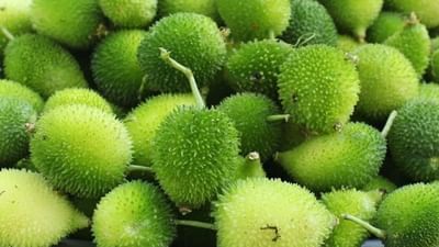 કંકોડા પોષક તત્વોથી ભરપૂર શાકભાજી છે જેમાં કેલરી ઓછી હોય છે અને ફાઈબર વધુ હોય છે. તે વિટામિન A અને C, પોટેશિયમ, કેલ્શિયમ અને આયર્નનો ઉત્તમ સ્ત્રોત છે.