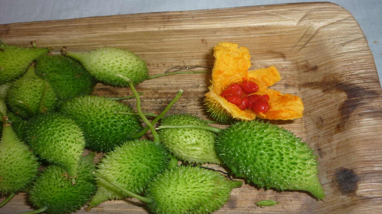 કંકોડામાં કડવો સ્વાદ હોય છે જે કદાચ દરેકને પસંદ ન આવે. કેટલાક લોકોને તેનો સ્વાદ ખૂબ જ તીખો લાગે છે અને તેને ખાવામાં આનંદ ન આવે.