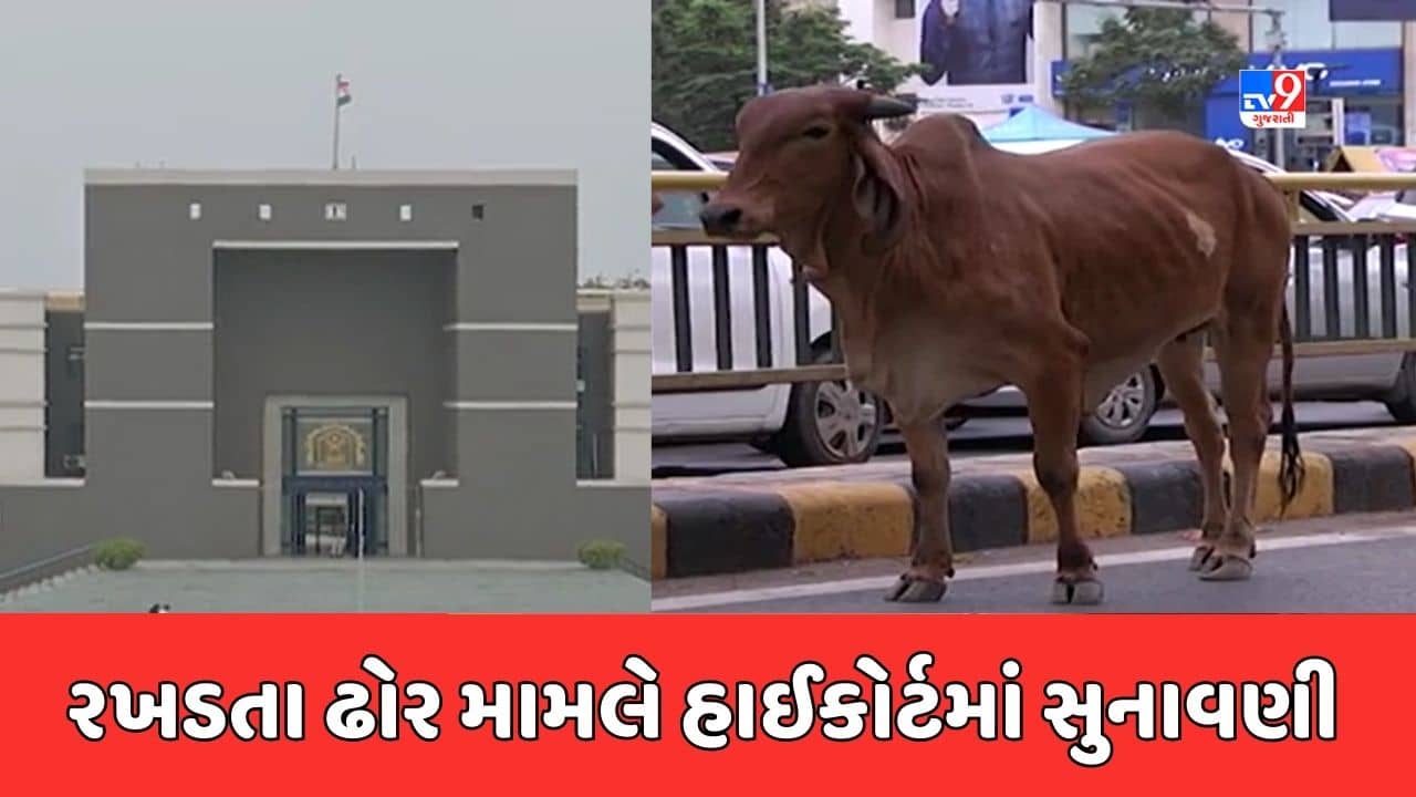 Ahmedabad : રખડતા ઢોર મામલે કોર્ટ ઓફ કંટેમ્પ્ટ અરજી પર હાઈકોર્ટમાં સુનાવણી, AMC કમિશનરને એફિડેવિટ ફાઈલ કરવા આદેશ, જુઓ Video