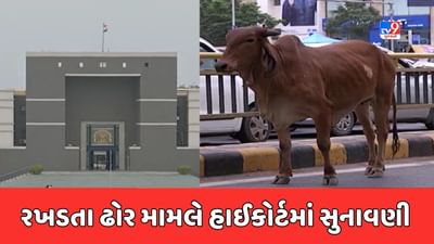 Ahmedabad : રખડતા ઢોર મામલે કોર્ટ ઓફ કંટેમ્પ્ટ અરજી પર હાઈકોર્ટમાં સુનાવણી, AMC કમિશનરને એફિડેવિટ ફાઈલ કરવા આદેશ, જુઓ Video Ahmedabad : રખડતા ઢોર મામલે કોર્ટ ઓફ કંટેમ્પ્ટ અરજી પર હાઈકોર્ટમાં સુનાવણી, AMC કમિશનરને એફિડેવિટ ફાઈલ કરવા આદેશ, જુઓ Video