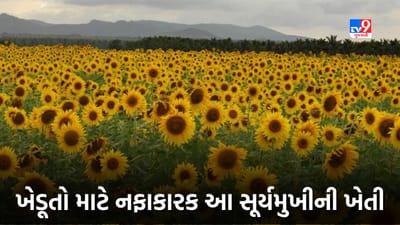 વધતાં તેલના ભાવ વચ્ચે સૂર્યમુખીની ખેતી ખૂબ જ ઓછા સમયમાં આપી શકે છે જબરદસ્ત નફો, જાણો મહત્વની બાબતો