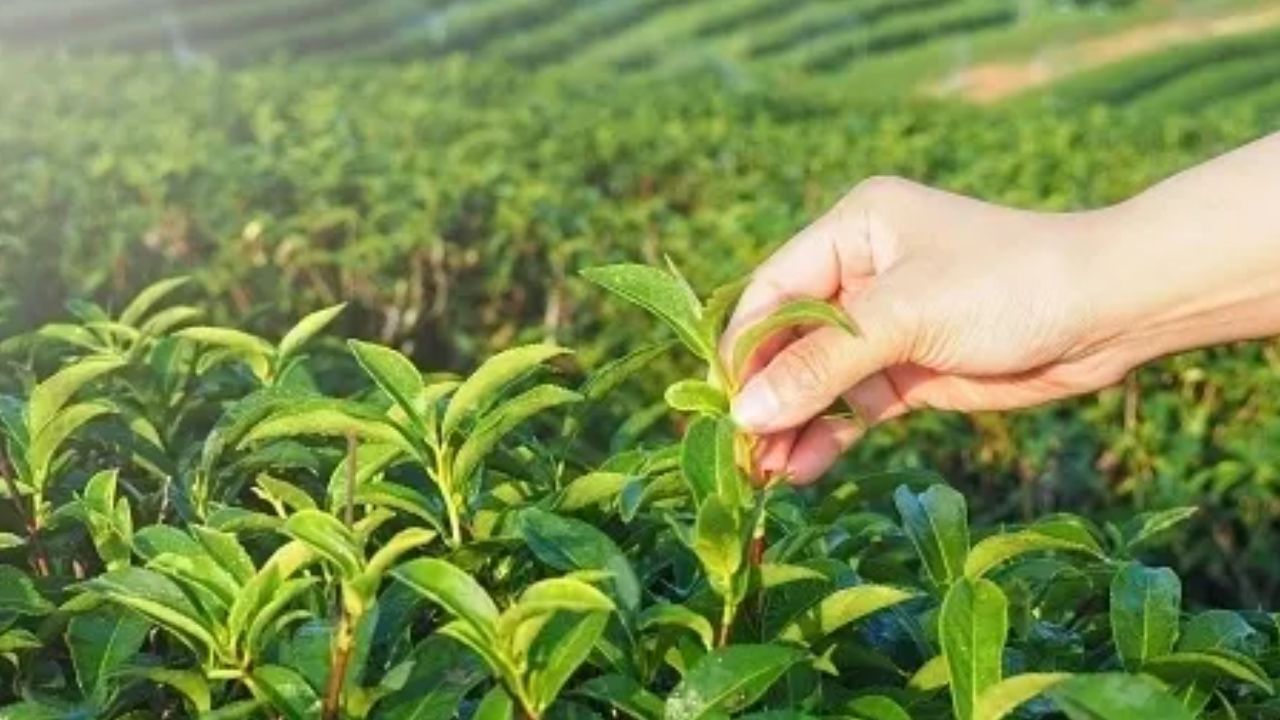 Tea Cultivation: શું તમે ઘરે ચા ઉગાડવા માગો છો? જાણો એક કિલો ચા ઉગાડવા માટે શું છે પ્રક્રિયા