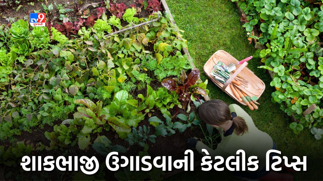 Gardening Tips: ક્યાં વાતાવરણમાં કઈ શાકભાજી ઉગાડવી ? અહીં છે ટિપ્સ, ઘરની આસપાસ હરિયાળી સાથે પૈસાની થશે બચત